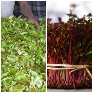 Muguka vs Miraa