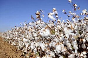 Cotton Gineries in Coast