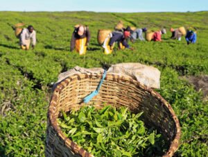 High Court dismisses tea farmers’ case over regional bonus disparities