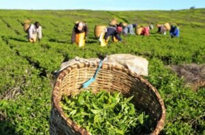 Why Kenyan tea firms are under pressure to adapt fast amid Iran war disruptions