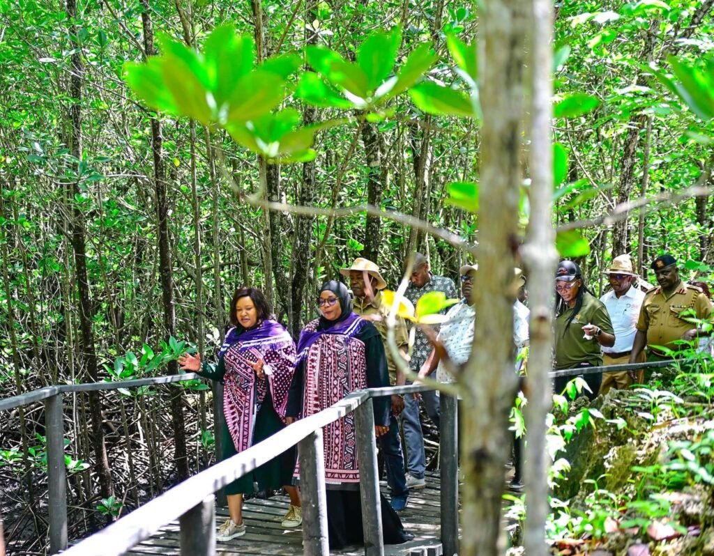 Mangrove planting in Kwale