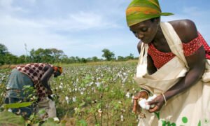 Government pesticide support boosts cotton farming in Yatta
