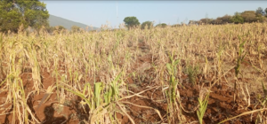 Why most parts of Kenya will remain dry this July and what farmers should do