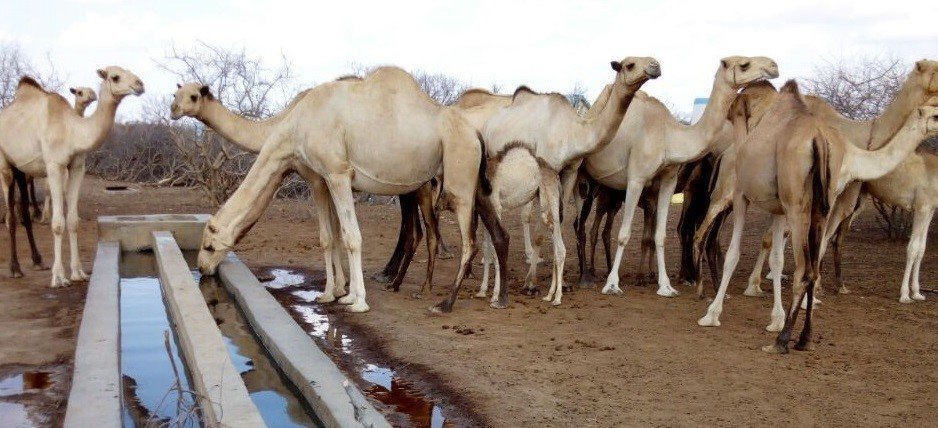 camels
